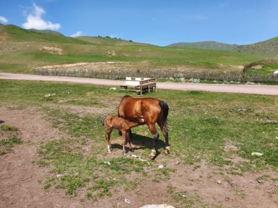Kirgizi kochają konie. Zobaczycie je wszędzie.